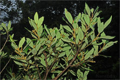 Litsea wightiana